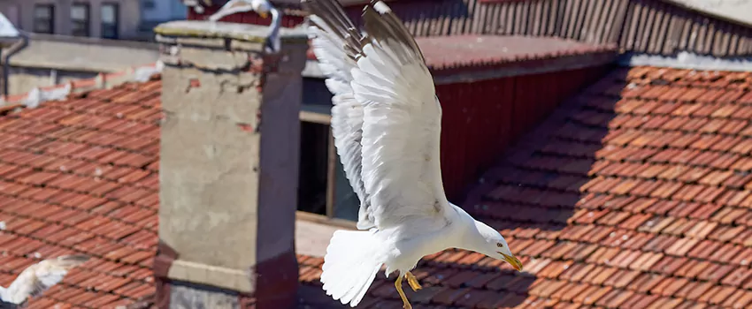 Residential Chimney Animal Removal Solution in Maple Valley, WA