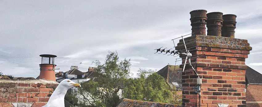 Chimney Cleaning And Restoration in Maple Valley, Washington